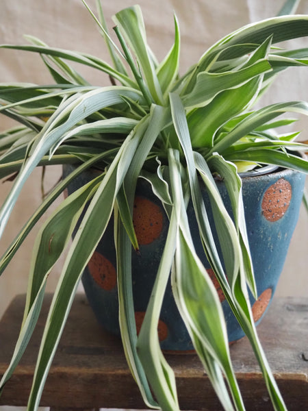 Large planter - Teal spotty dotties