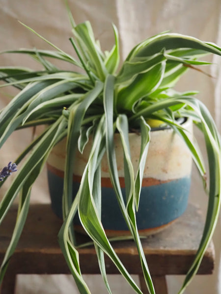 Large planter - Shore