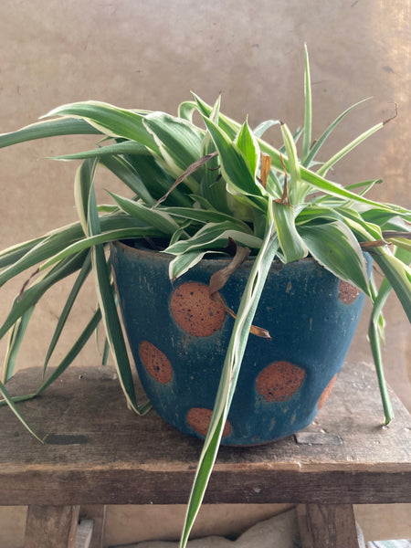 Large planter - Teal spotty dotties