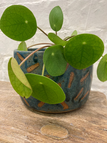 Medium planter - patterned teal